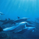 Image for article titled Will we ever learn to speak dolphin?